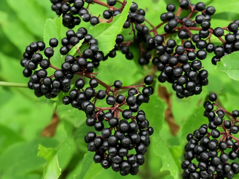 Frozen Elderberries