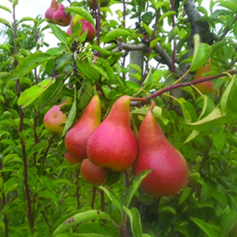Pear - Dewdrop