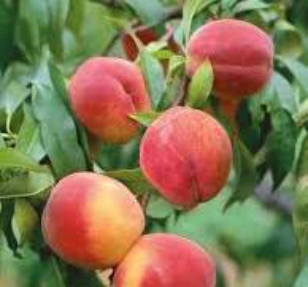 Peach - Garnet Beauty