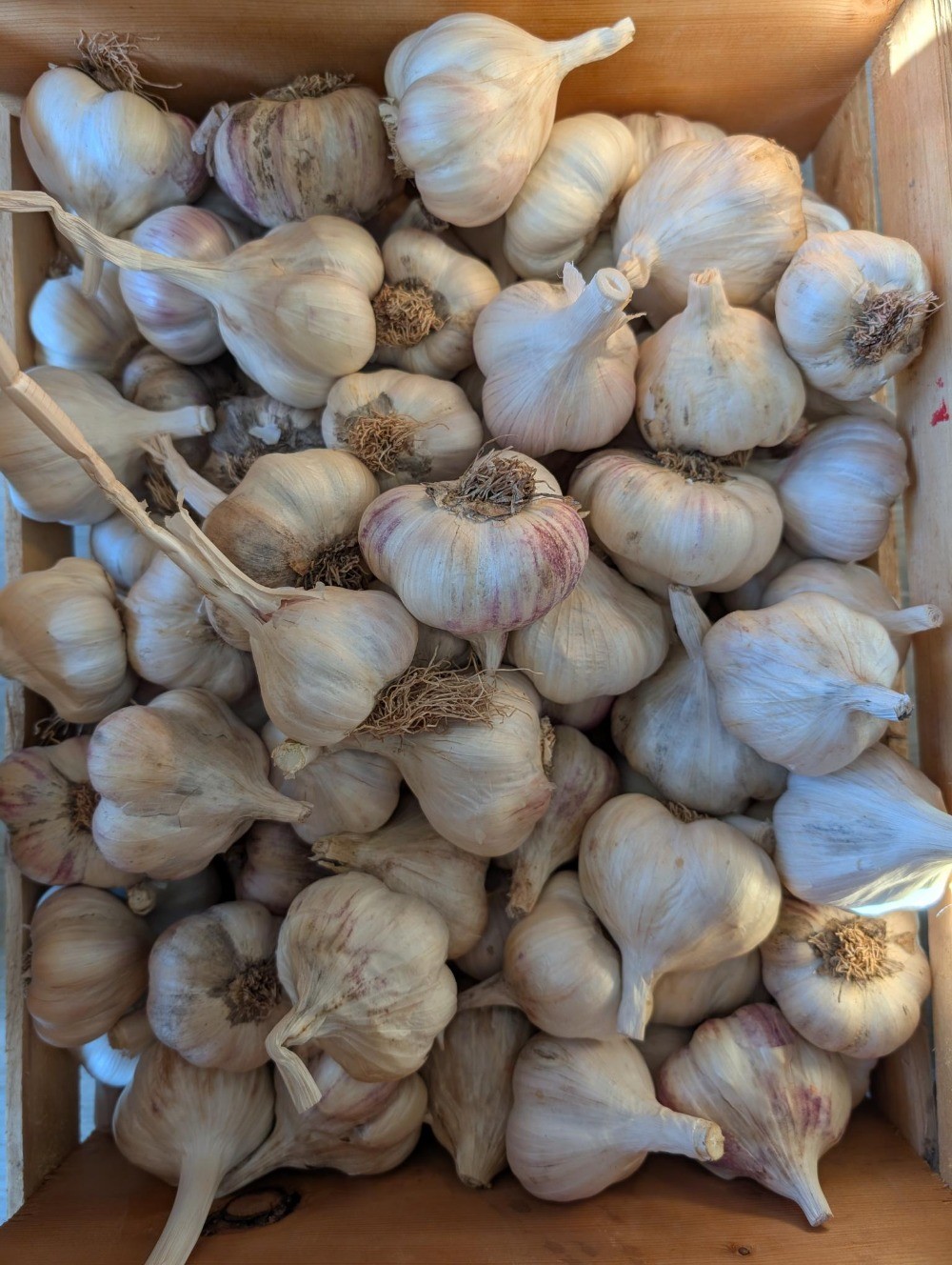 Garlic - Organic