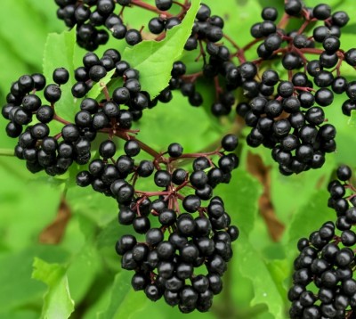 Frozen Elderberries