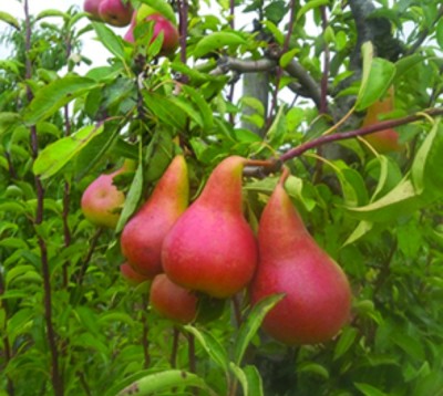 Pear - Dewdrop