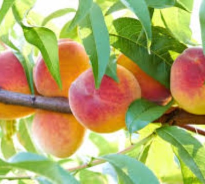 Peach- Bounty