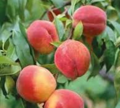 Peach - Garnet Beauty