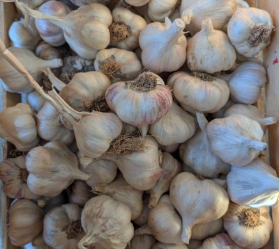 Garlic - Organic